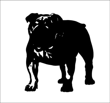 English bulldog drawing. Isolated vector illustration with the sweet dog. British bulldog illustration.