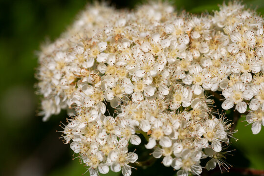 Flowers of common mountain ash. Numerous white Rowan flowers are collected in dense corymbose inflorescences that appear