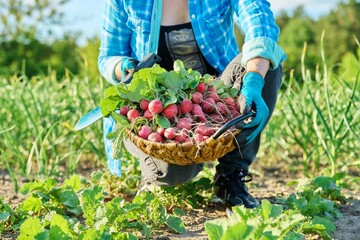 Close-up of basket with freshly picked radishes in the hands of gardener
