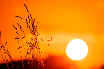 Closeup shot of wheat on the background of the sun setting down