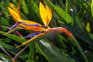Bright orange strelitzia flowers in the sun