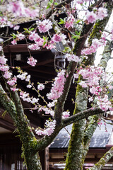 Fototapeta premium 京都平野神社の桜