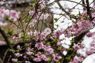 京都平野神社の桜