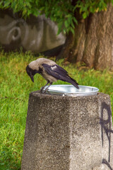 wrona na śmietniku © Henryk Olszewski