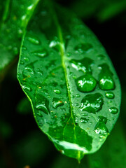 pszczoła      krople deszczu   © Henryk Olszewski