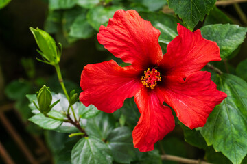 Large red hibiscus flower on a bush