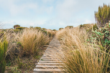 Natural view of a wooden pathway in Egmont-National park, New Zealand