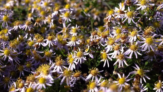 Closeup shot of hairy white oldfield aster (Symphyotrichum pilosum) flowers blooming in a field