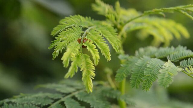 Ladybird is known as an environmentally friendly pest exterminator. They will eat insects that become pests, such as aphids, caterpillars, and other plant-destroying insects