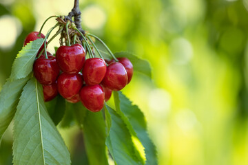 ripe red cherries hanging on branch in garden