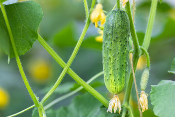 cucumbers growing on a branch in greenhouse