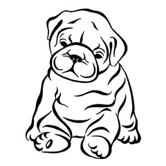 French bulldog puppy. Hand drawn cartoon portrait vector illustration. Funny french bulldog puppy sitting and looking forward.Vector black and white drawing.