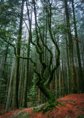 Obraz premium forest in autumn, Madeira