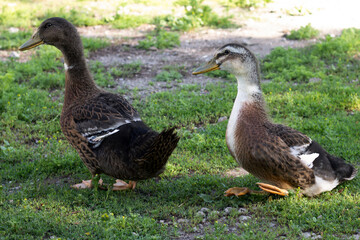 two ducks on the grass
