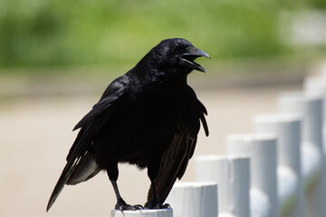 初夏の暑さがつらいハシボソガラス