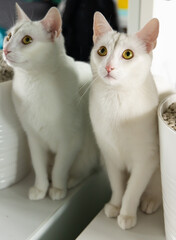White Cat in his house