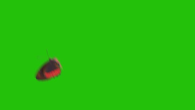 Red butterfly flying alone on a green background. Butterfly with alpha channel. Key color, color key, alpha channel. 4K butterfly video