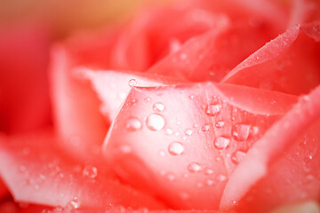 Natural floral background. Pink blooming rose. Taken with macro lens stacked. Selective focus.