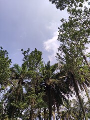 view of coconut trees and white clouds