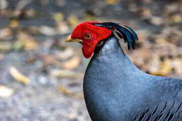 Close up male siamese fireback pheasant in natural habitat.