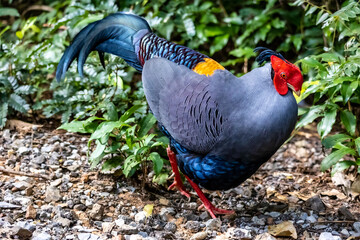 Close up male siamese fireback pheasant in natural habitat.