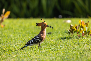 Common Hoopoe scientific name is Upupa epops