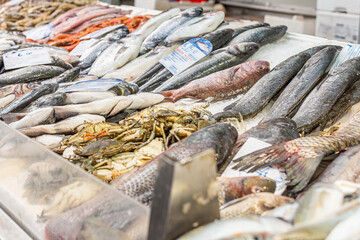 Varieties of Fish for Sale