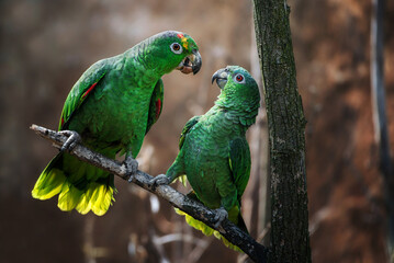 Mealy amazon  (Amazona farinosa farinosa) detail portrait