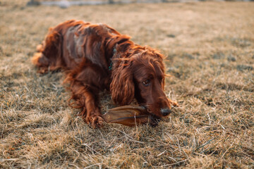 Beautiful red Irish setter puppy with dog food eats on autumn grass in field.