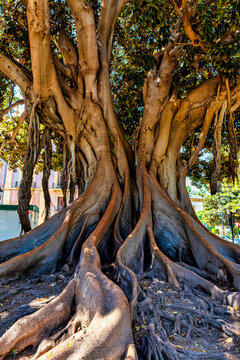 One of the many Moreton Bay Fig trees aka the Strangler Tree in Valencia, Spain