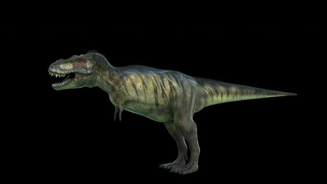 Tyrannosaurus Dinosaur 4K animation.3840&times;2160.7 Second Long.Transparent Alpha