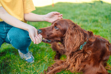 Young beautiful lIrish Setter puppy is eating some dog food out of humans hand outside during...