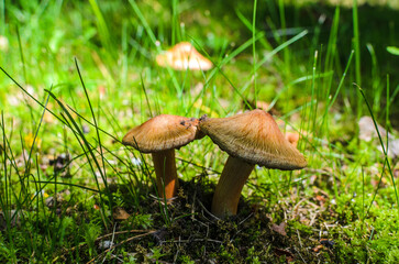 ,mushrooms in the grass near the path1