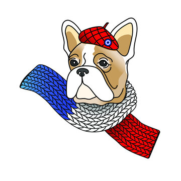 Head of a french bulldog in a scarf and in a beret in the color of the French flag. Blue, white, red color. Vector illustration. 