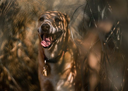 Indian Pariah Dog In The Forest