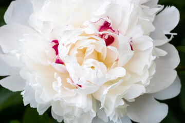 White beautiful peony flower on the green background