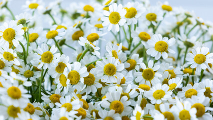 Chamomile or daisy flower background, selective focus