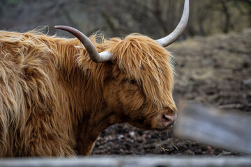 Closeup of a Scottish Highland cow outdoors