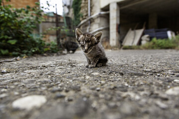 Abandoned newborn cat © celiafoto