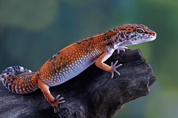 leopard gecko lizard on wood ,animal closeup, eublepharis macularius