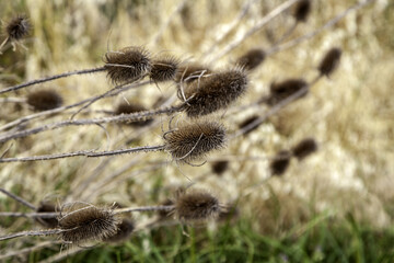Borriqueros thistles in the field