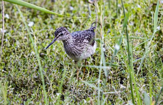 Close-up shot of a great snipe in the grass