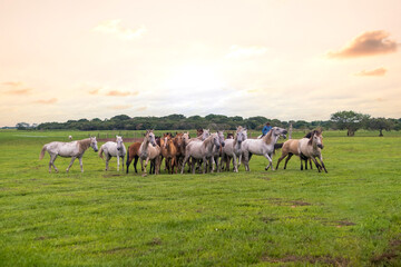 Paisaje natural en llano con atardecer de fondo y enfoque principal en grupo de caballos galopando junto a jinetes en prados verdes  - obrazy, fototapety, plakaty