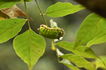 Beautiful green larva feeding on wisteria leaves.