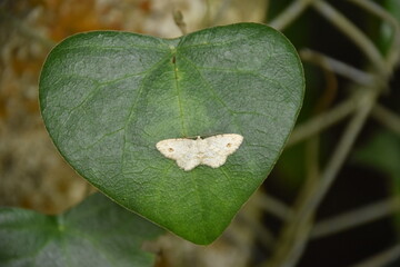 Small moth resting on a heart-shaped leaf.
