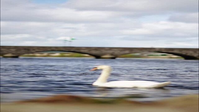 Closeup of a white swan swimming in the river in Limerick, Ireland