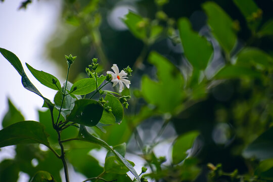 Nyctanthes arbor-tristis, also known as the Night-flowering jasmine or Parijat, is a species of Nyctanthes native to South Asia and Southeast Asia.