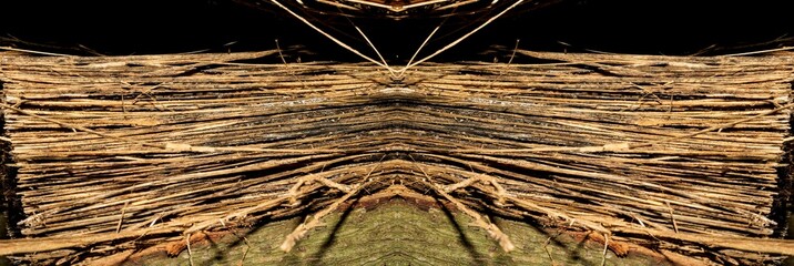 Textura de superfície de madeira. Tronco de árvore cortado deixando a mostra a casca e toda a...