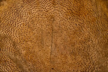 Textura de superfície de madeira. Tronco de árvore cortado deixando a mostra a casca e toda a...