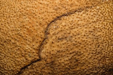 Textura de superfície de madeira. Tronco de árvore cortado deixando a mostra a casca e toda a...